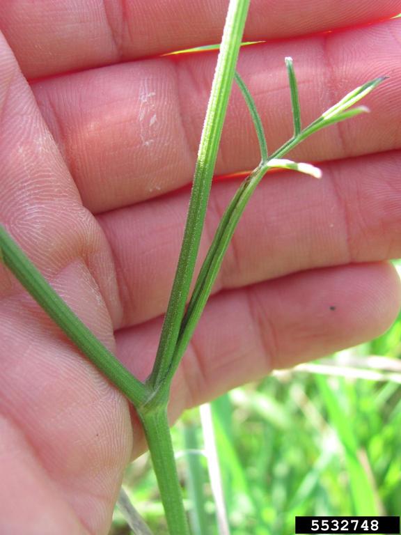 burnet-saxifrage (<em>Pimpinella saxifraga</em>) stem(s) 