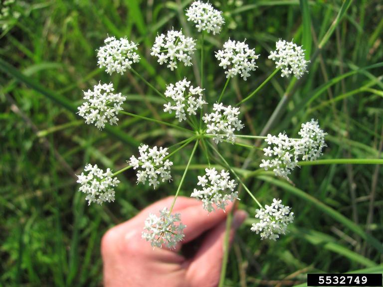 burnet-saxifrage (<em>Pimpinella saxifraga</em>) flower(s) 