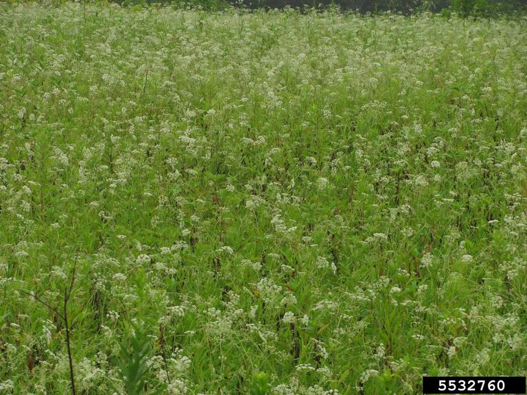 burnet-saxifrage (<em>Pimpinella saxifraga</em>) infestation