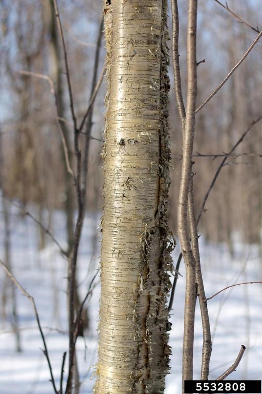 yellow birch (Betula alleghaniensis)