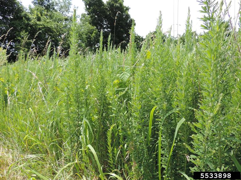 sericea lespedeza (Lespedeza cuneata)