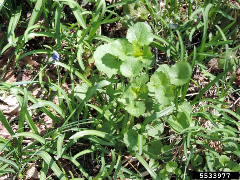 garlic mustard (Alliaria petiolata)