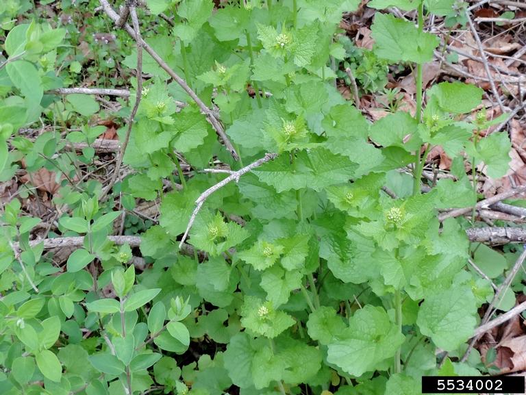 garlic mustard (Alliaria petiolata)