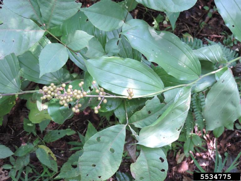 feathery false lily of the valley (Maianthemum racemosum)