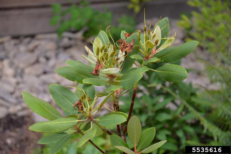 Catawba rosebay (Rhododendron catawbiense Michx.)