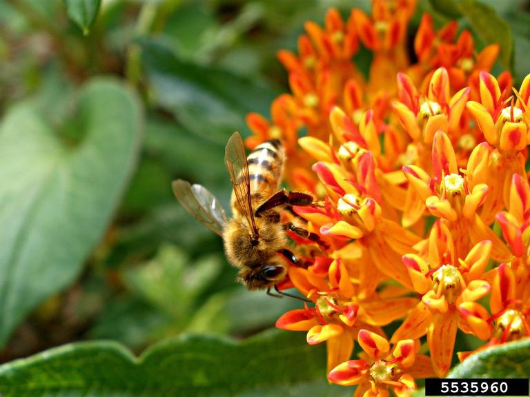 honey bee (Apis mellifera)