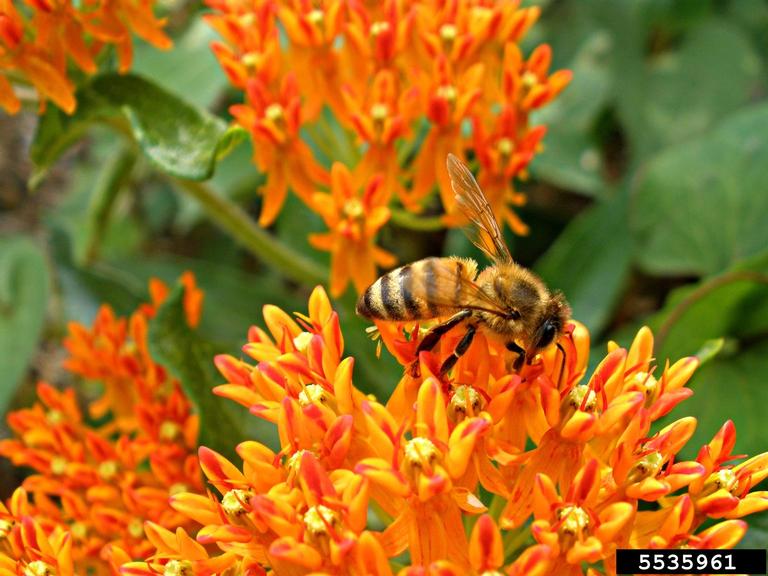 honey bee (Apis mellifera)