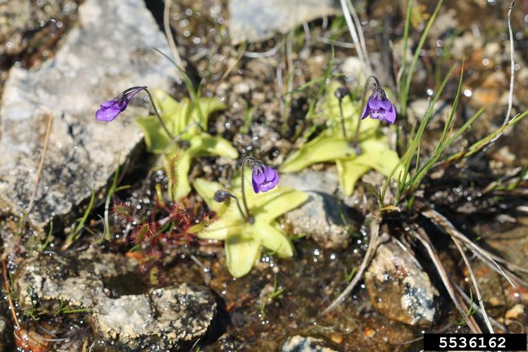 common butterwort (Pinguicula vulgaris)