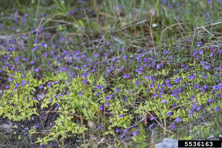 common butterwort (Pinguicula vulgaris)