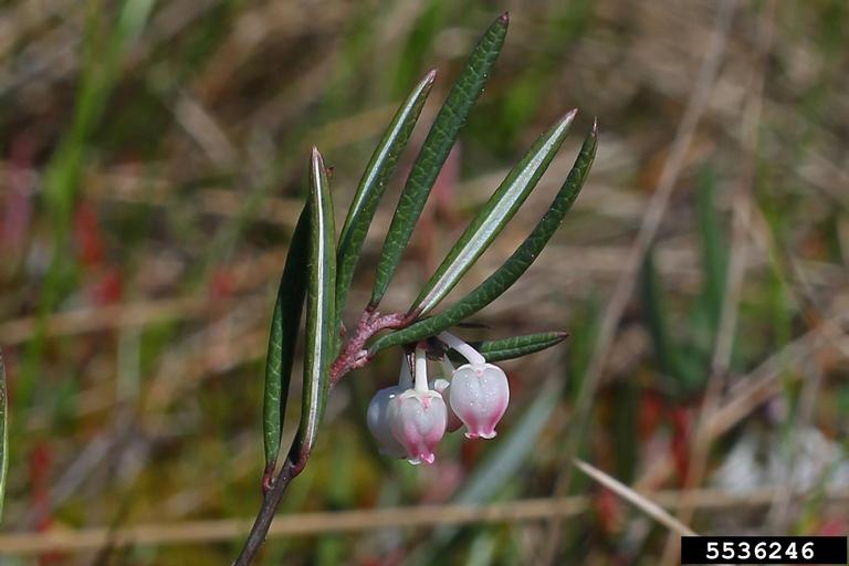 bog rosemary (Andromeda polifolia)
