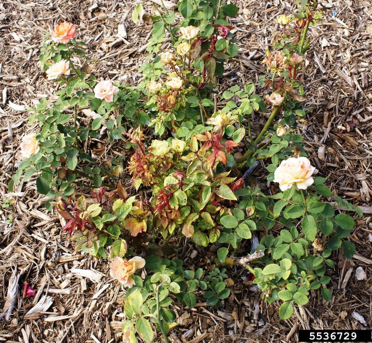 Rose rosette virus (RRV) (Emaravirus Rose rosette virus)