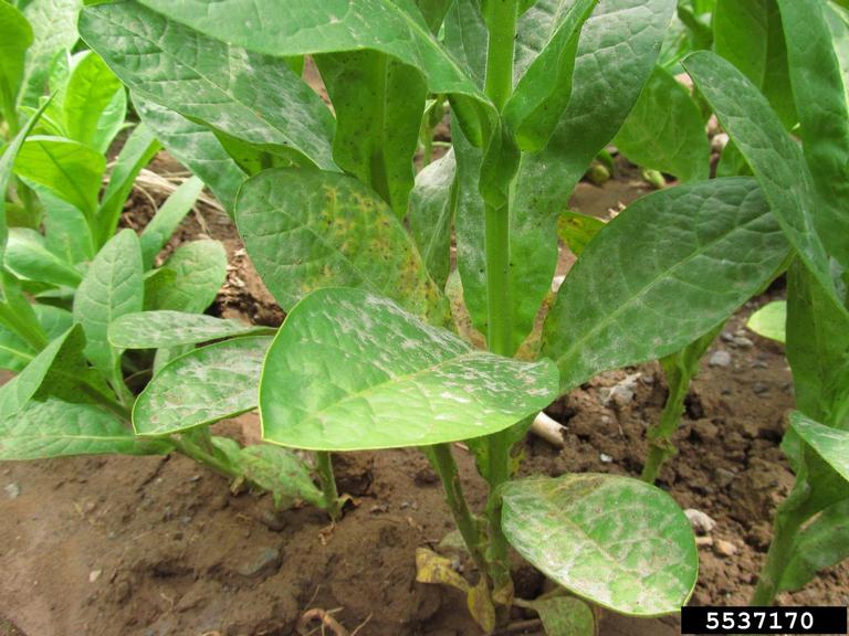 powdery mildew of tobacco powdery mildew (Golovinomyces cichoracearum (DC.) V.P. Heluta)
