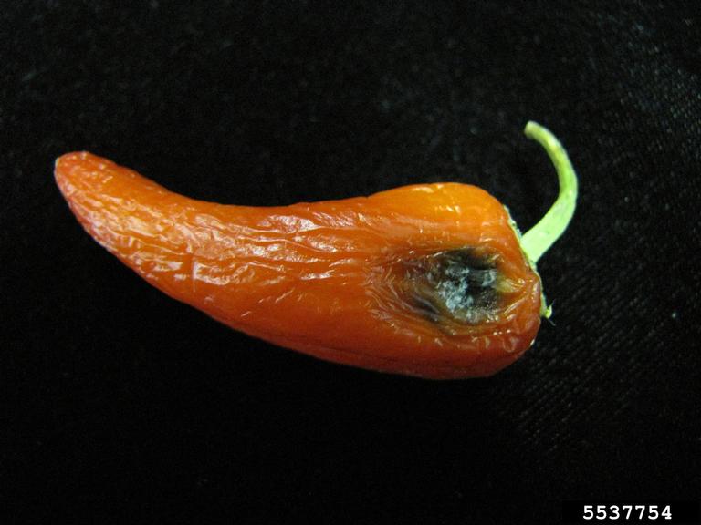 Alternaria black molds / stem cankers (Genus Alternaria)