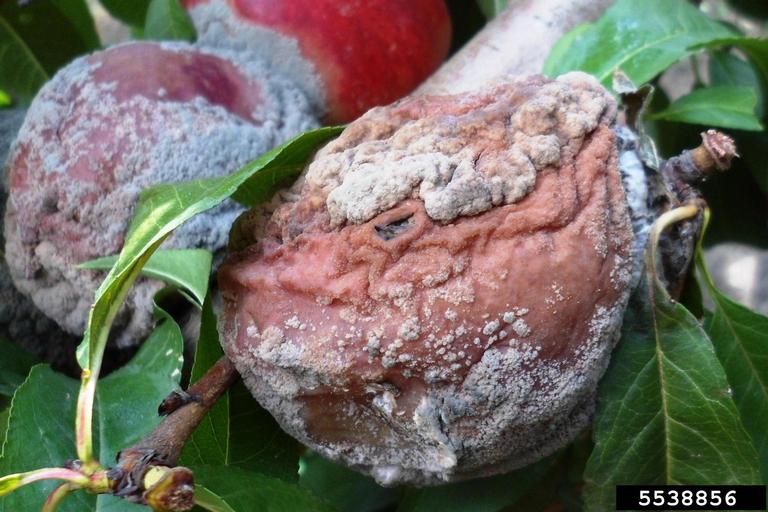 gray mold (Botrytis cinerea)