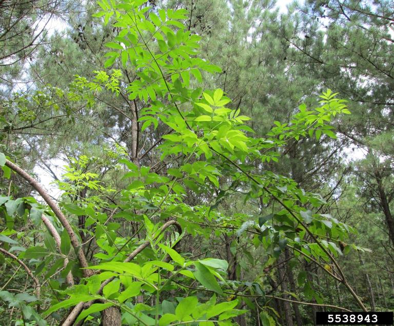 common elderberry (Sambucus nigra ssp. canadensis (L.) R. Bolli)