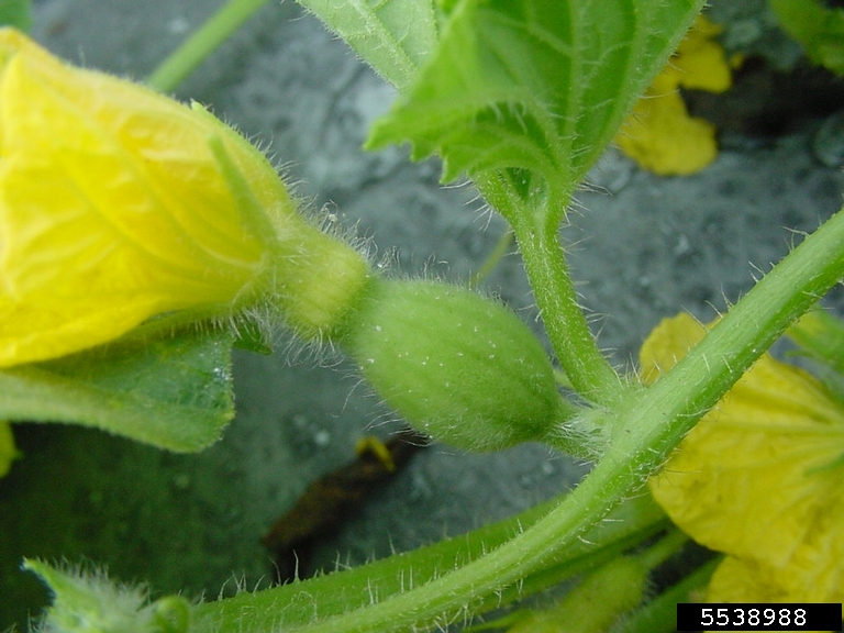 muskmelon (Cucumis melo ssp. melo)