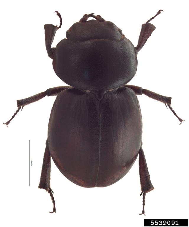Honolulu Hawaiian stag beetle (Apterocyclus honoluluensis Waterhouse)