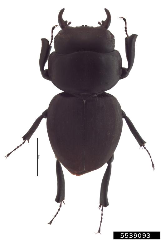 Honolulu Hawaiian stag beetle (Apterocyclus honoluluensis Waterhouse)