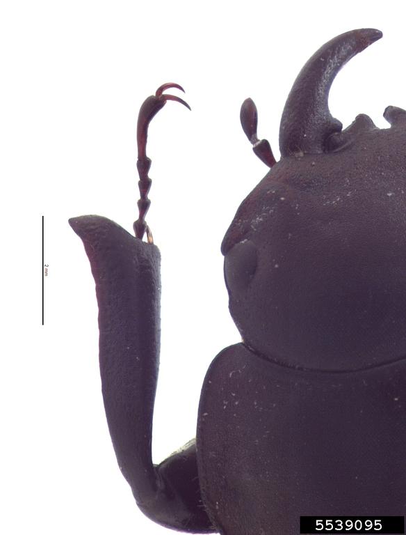 Honolulu Hawaiian stag beetle, Apterocyclus honoluluensis (Coleoptera