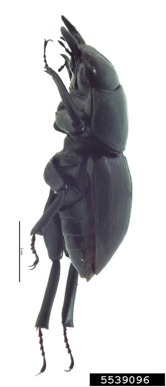 Honolulu Hawaiian stag beetle (Apterocyclus honoluluensis Waterhouse)
