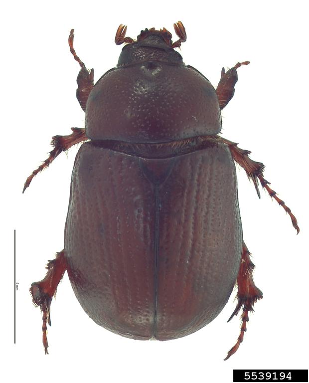 carrot beetle (Tomarus gibbosus (De Geer, 1774))