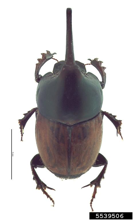 coastal dung beetle (Onthophagus nigriventris D'Orbigny)