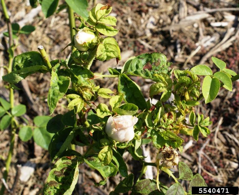 Rose rosette virus (RRV) (Emaravirus Rose rosette virus)