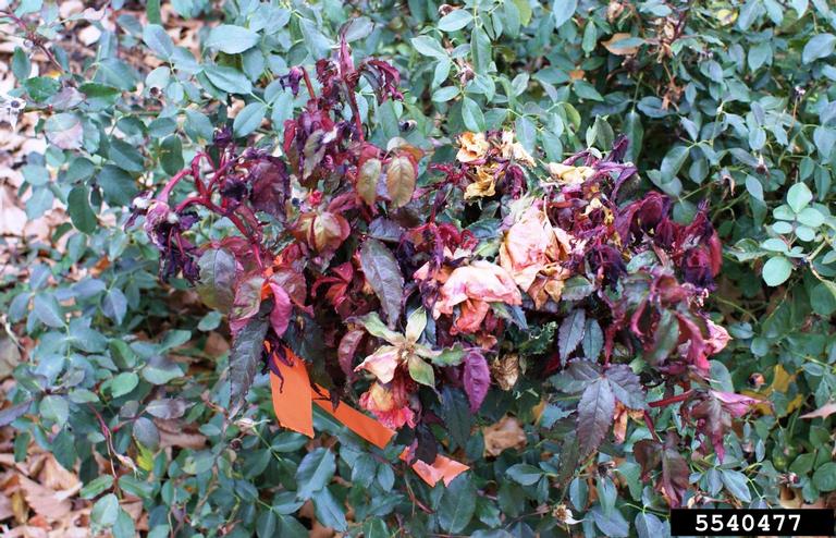 Rose rosette virus (RRV) (Emaravirus Rose rosette virus)