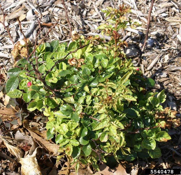 Rose rosette virus (RRV) (Emaravirus Rose rosette virus)