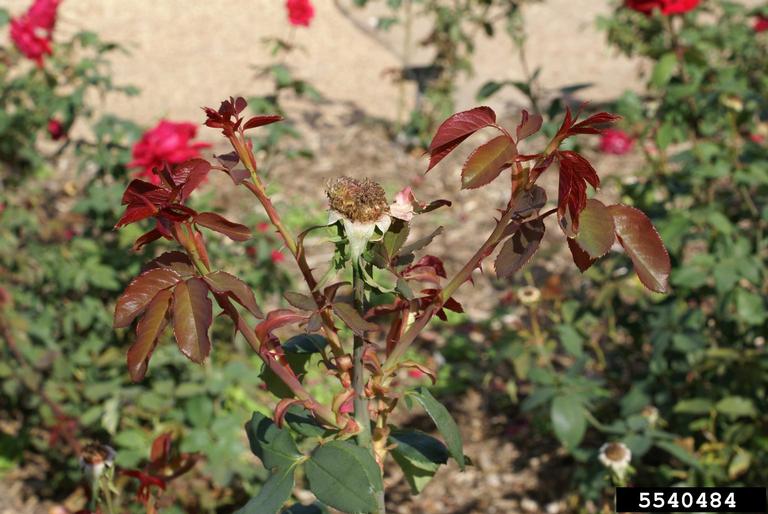 Rose rosette virus (RRV) (Emaravirus Rose rosette virus)