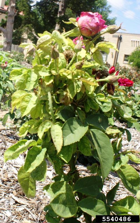 Rose rosette virus (RRV) (Emaravirus Rose rosette virus)