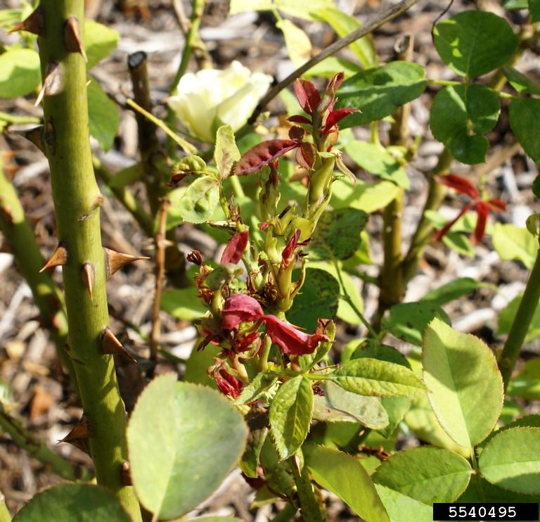 Rose rosette virus (RRV) (Emaravirus Rose rosette virus)