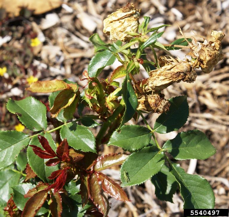 Rose rosette virus (RRV) (Emaravirus Rose rosette virus)