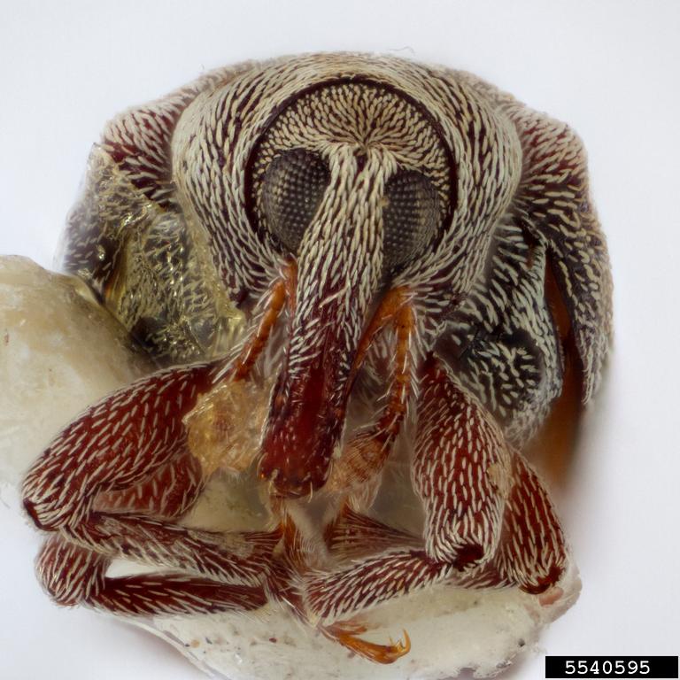 Eessel Insect Weevil (Elleschus ephippiatus Blatchley)