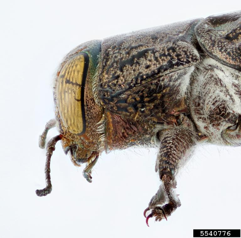 metallic woodboring beetle (Chrysobothris costifrons ssp. costifrons)