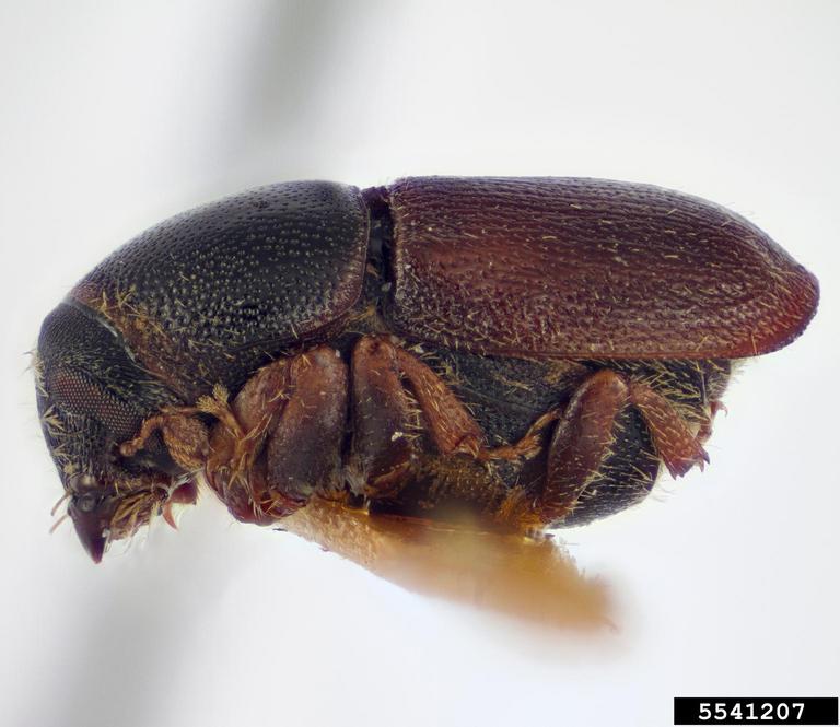 Oak Bark Beetle Watch For Predators That Look Like Pests NC State Oak Bark Beetle Watch For Predators That Look Like Pests NC State