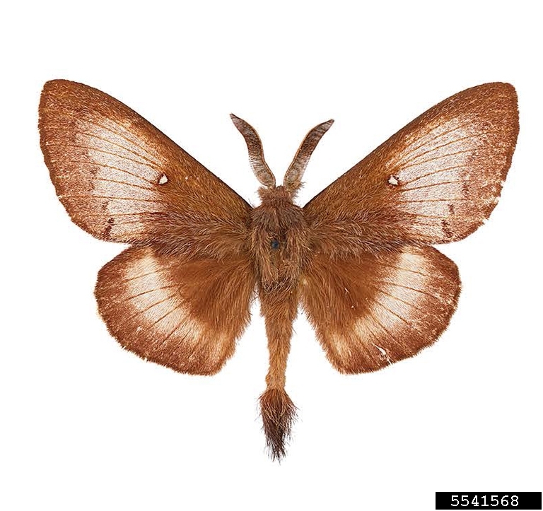 Snout moth (Gloveria gargamelle Strecker)