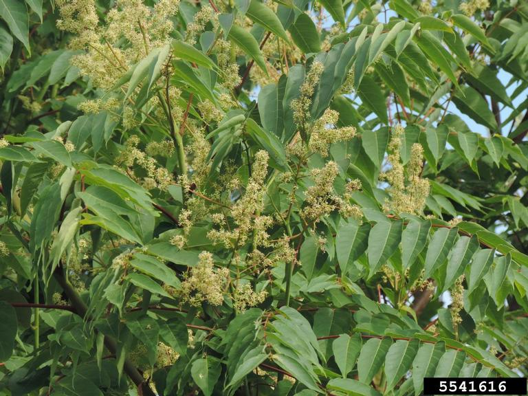 treeofheaven (Ailanthus altissima)