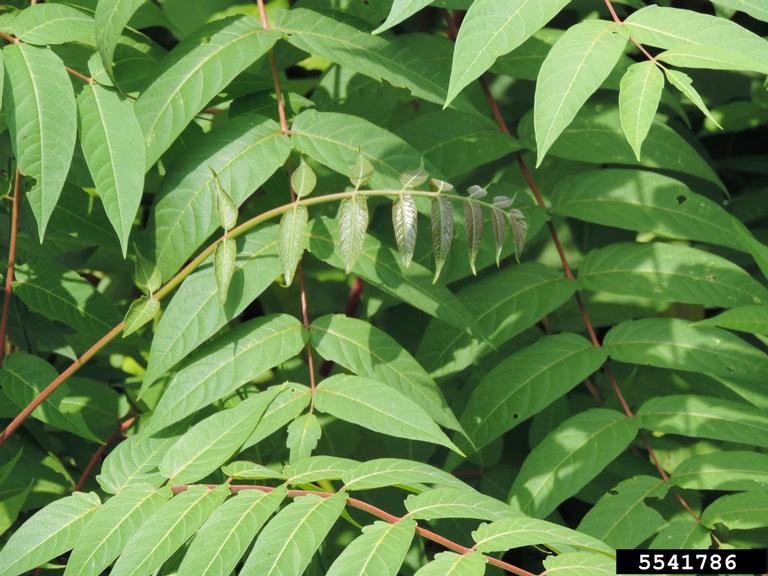 treeofheaven (Ailanthus altissima)
