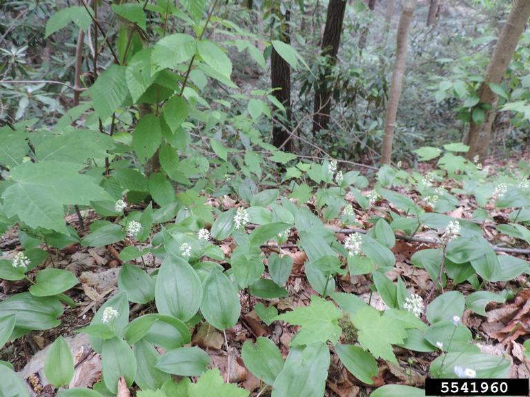 false lilyofthevalley (Maianthemum canadense)