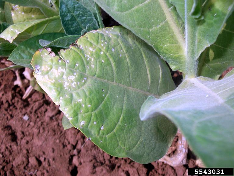 tobacco genus tobacco (Genus Nicotiana L.)