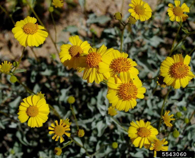 brittlebush (Encelia farinosa)