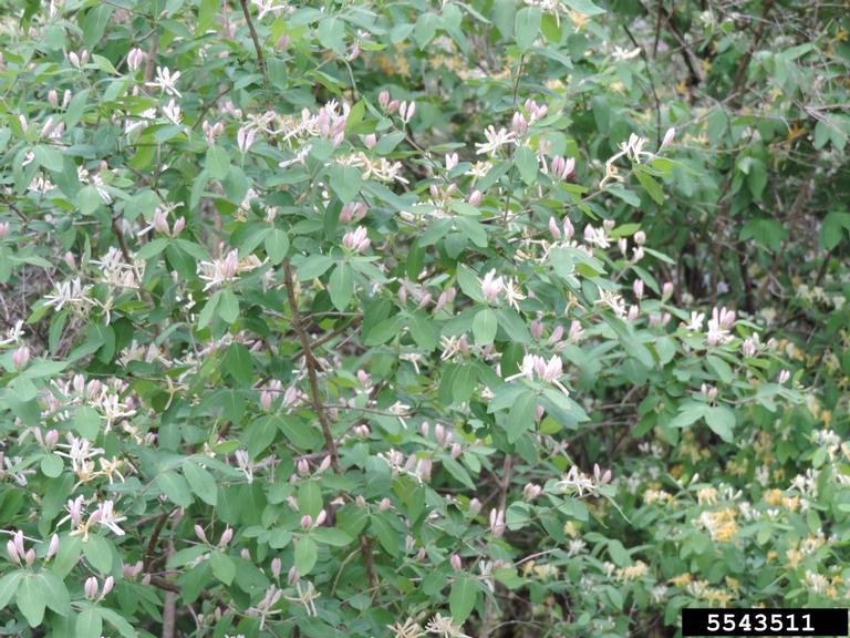 Tatarian honeysuckle (Lonicera tatarica)
