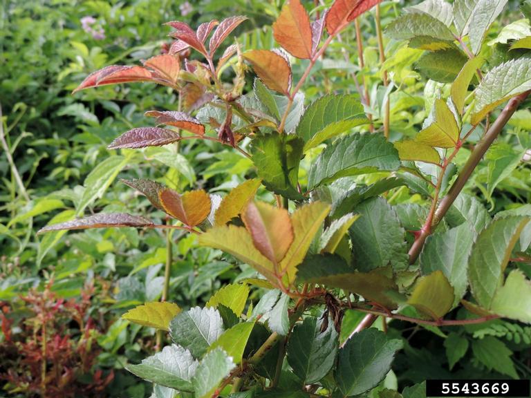 Rose rosette virus (RRV) (Emaravirus Rose rosette virus)