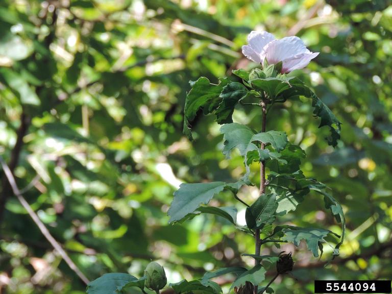 rose of Sharon (Hibiscus syriacus)