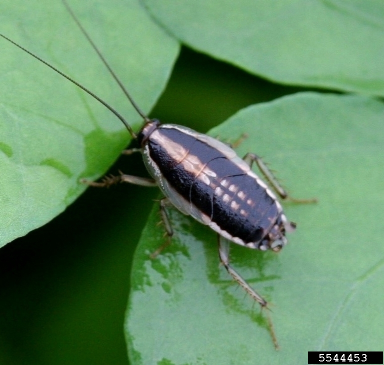 Identification 
