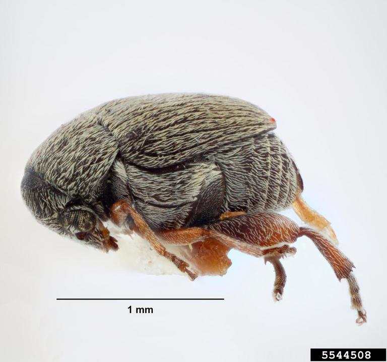 Bean weevil (Acanthoscelides aequalis)