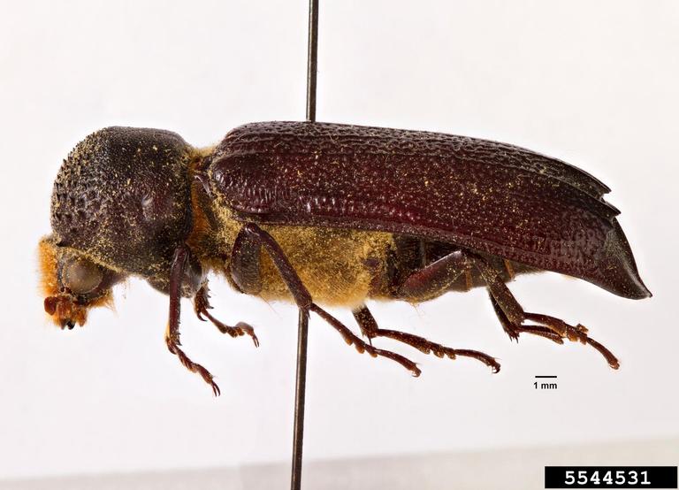 powderpost beetle (Apate terebrans)