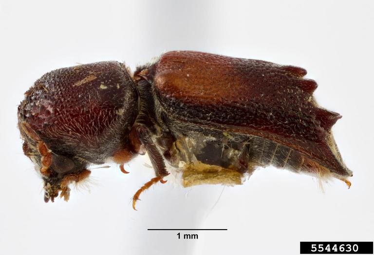 horned powderpost beetle (Xylobiops parilis)
