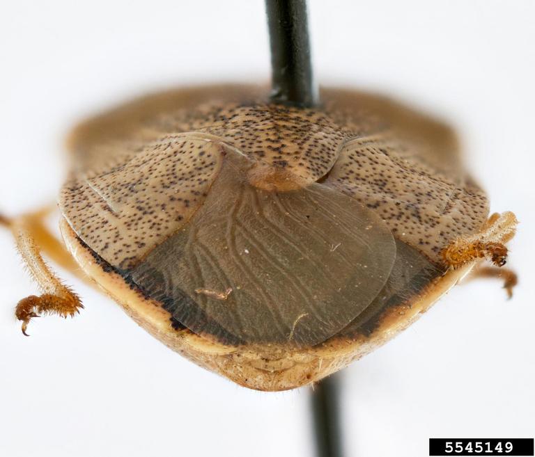 shield bug (Holcostethus limbolarius)